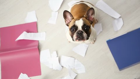 A domestic pet has taken on a home. Torn documents on white floor. Pet care abstract photo. Small guilty dog with funny face.