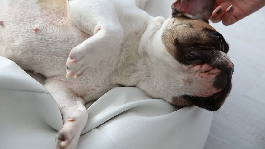 The landlady strokes and scratches her dog. care for your pet. funny little French bulldog | Shutterstock HD Video #1005604489