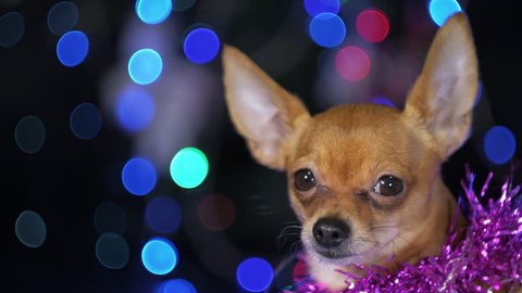 The Toy Terrier is a yellow New Year's dog. Funny dog lies on a pillow and looks around. Tinsel on her neck, around the garlands. Background of a fur-tree with shone by lights.