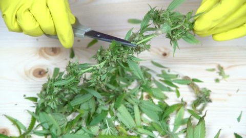 top view of a cannabis farmer with yellow gloves who is trimming harvested weed on white table with scissors