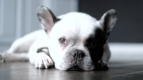 White french bulldog laying the floor