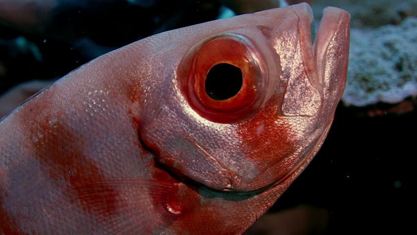 Crescent-tail bigeye (Priacanthus hamrur) portrait head, eye and fin, showing one large eye, WAKATOBI, Indonesia, slow motion