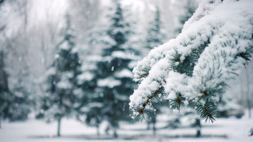 snow falling at the fir trees branches
 Royalty-Free Stock Footage #1005626233