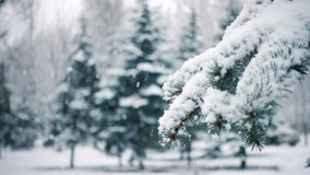 snow falling at the fir trees branches
 - Powered by Shutterstock - Get 15% off with code: PIKWIZARD15
