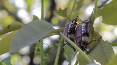 mating of the May beetle