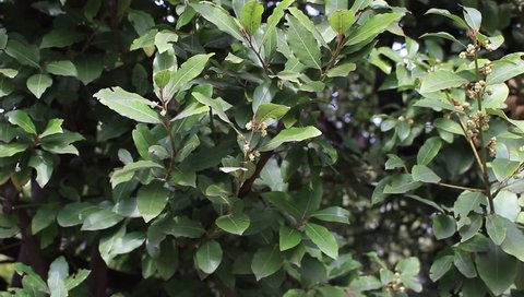 True laurel branches. Bay laurel (Laurus nobilis) flower buds and leaves.