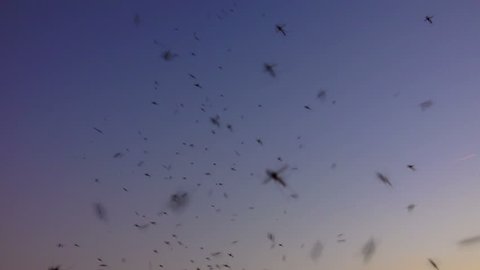4K swarm of mosquitoes buzzing in nature at sunset summer sky. Sony shoot