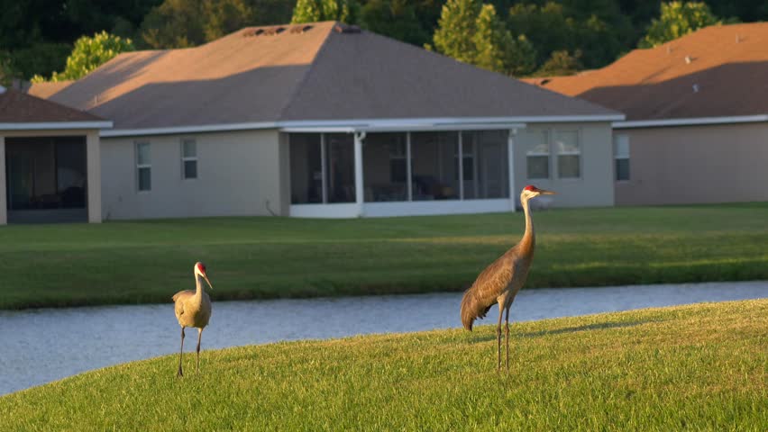 Sandhill cranes walk through residential neighborhood, 4K