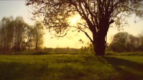 Nature sunset scene. Big old Tree in golden sunlight in a forest or park. Field. Spring time nature background. Sun flare. Slow motion 240 fps. Full HD 1080p