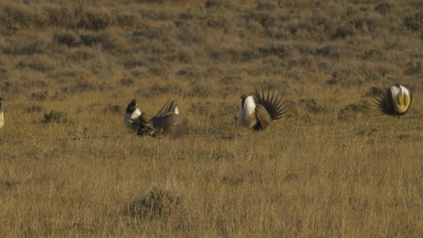 Two pairs of sage grouse attack each other on the prairie using wings and beaks.
Sage Grouse on lek on prairie displaying for mates in the morning sunrise.
P1000265