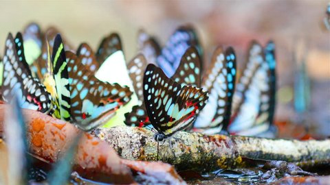 Multi-colored butterfly Many species for food Explore natural sources .High quality footage - original size 4k (3840x2160)