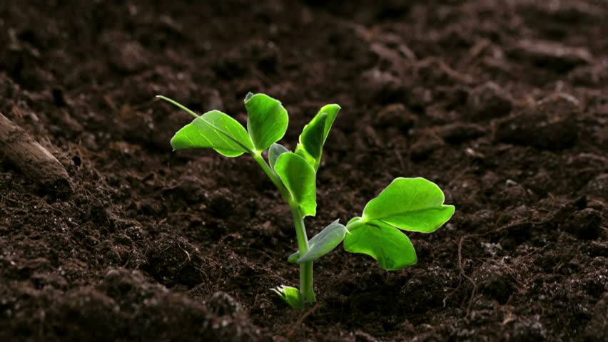 Growing Plants Timelapse Pea Sprouts Germination  Royalty-Free Stock Footage #1006564060