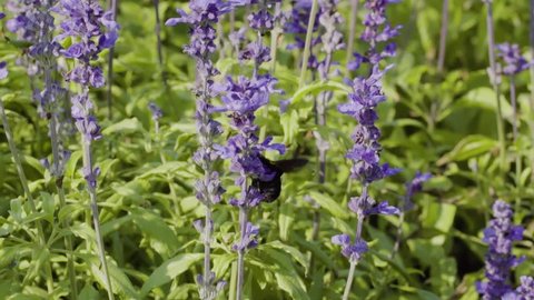 Bumble bee and lavender flowers in garden in slow motion