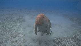 Dugong dugon (seacow or sea cow) breathing in the tropical sea, 4K 2160p video footage