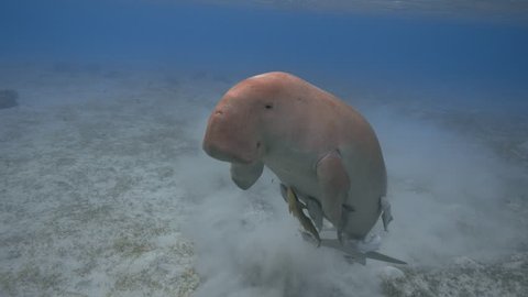Dugong dugon (seacow or sea cow) breathing in the tropical sea, 4K 2160p video footage