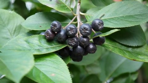 Aronia melanocarpa, ripe aronia berries on the branch