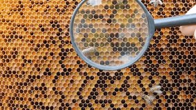 Beekeeper examines pollen that bees have sent to the honeycomb.
In study of pollen, beekeeper uses a lens.
