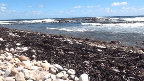 HD high quality video view of Western Cape's Atlantic ocean beach, long waves and surroundings in Good Hope Reserve, near Cape Town, South Africa on sunny summer day in high definition footage