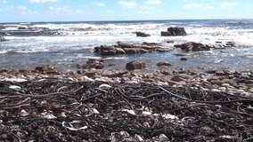 HD high quality video view of Western Cape's Atlantic ocean beach, long waves and surroundings in Good Hope Reserve, near Cape Town, South Africa on sunny summer day in high definition footage