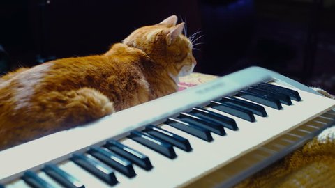 Petting a cat next to a piano