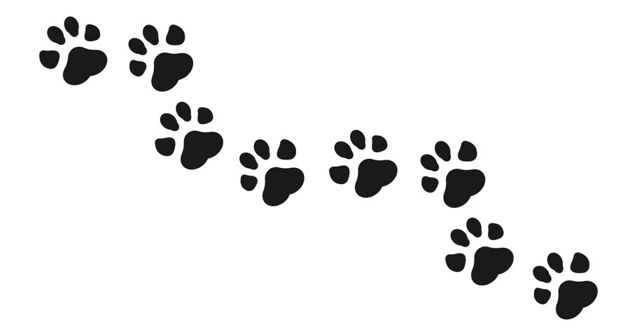 få medlem politiker Paw Print Animation with Optional Stock Footage Video (100% Royalty-free)  1006572910 | Shutterstock