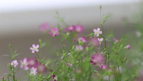 Beautiful small pink flower in field garden closeup greenery nature blur background