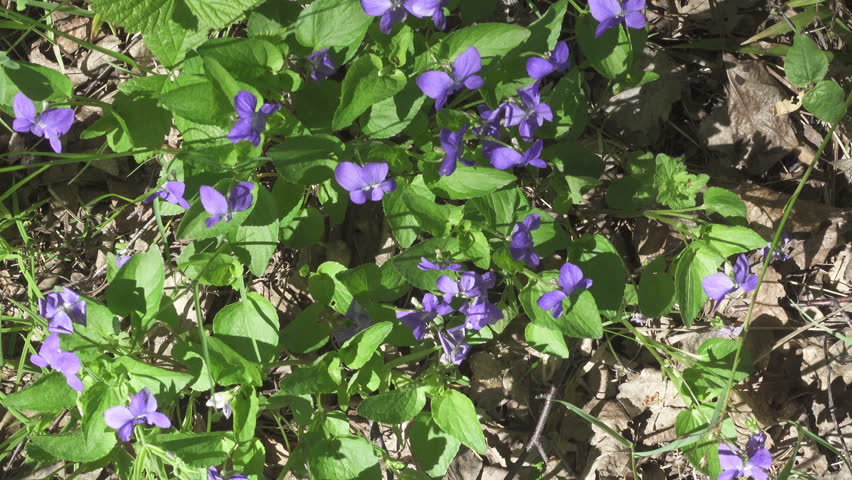 A background from many beautiful Myosotis arvensis