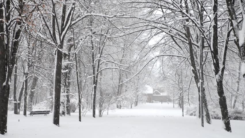 Winter Snow In The Woods Stock Footage Video 100 Royalty Free Shutterstock