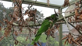 Happy green parrot outside in an aviary. Perched on a apple tree branch with dried brown leaves. Tame Mini macaw (Diopsittaca nobilis) turns on the branch.