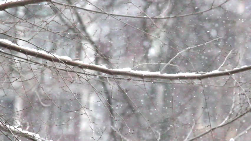 Snowflakes falling on the street. Tree branches covered by snow. Winter landscape  | Shutterstock HD Video #1006588351