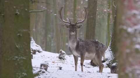 Fallow deer (Dama dama) in winter forest