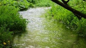 Flowing stream water green meadow. Nature scene, day, spring, Europe. Camera locked down. 1080 full HD video footage.