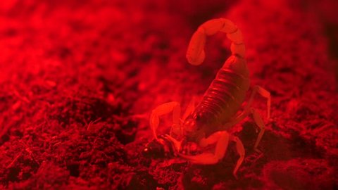 scorpion eat the victim - red light shot 