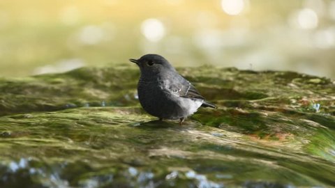 Plumbeous Redstart Birds in Thailand and Southeast Asia.