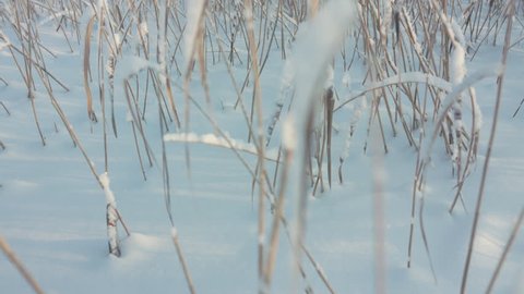 Snowy reeds on frozen lake, camera tilt