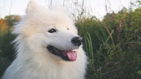 muzzle of a large white and fluffy dog close-up, husky samoyed