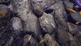 Striped cichlid fishes video. Aquarim life