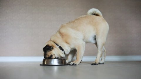 Pug dog eat a food from bowl
