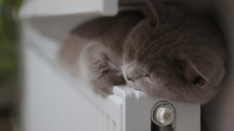 cat basking in the radiator, winter