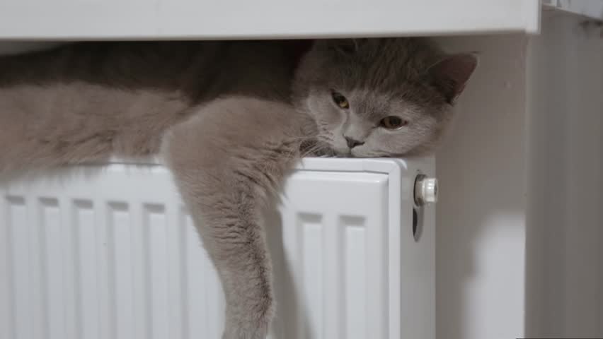 cat radiator