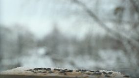 Tit bird (Parus major) pecks seeds in the bird feeder in winter. Slow motion video