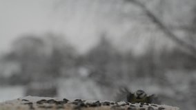 Bird Eurasian Blue Tit pecking seeds in the bird feeder in winter. Slow motion video