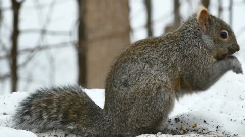 Gray Squirrel - sciurus carolinensis - eastern gray squirrel or grey squirrel - closeup on snow