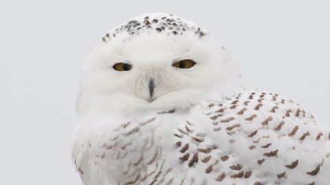Portrait of a snowy owl perched on a post in winter in Indiana, United States.  