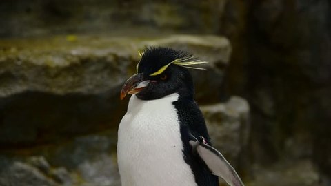 A Rockhopper penguin 