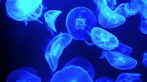 Beautiful jellyfish in blue light  