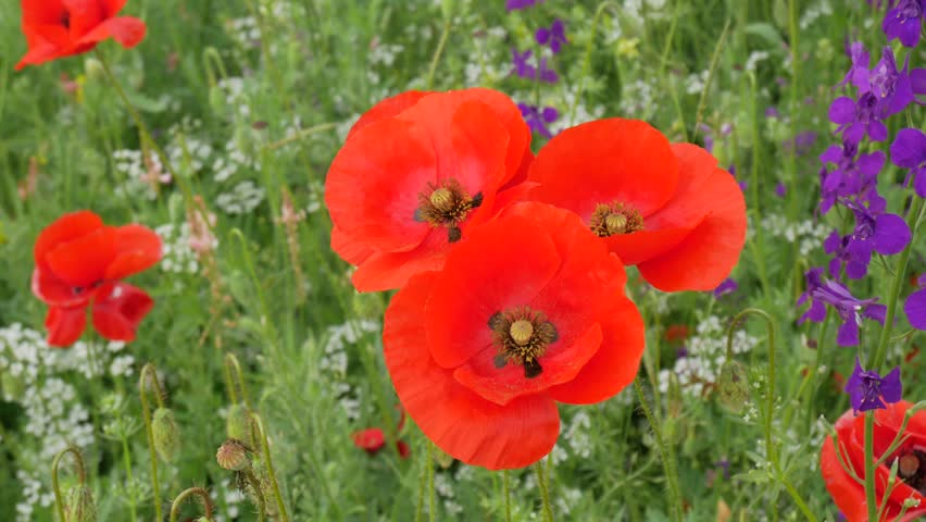 Bautiful poppies in field flap on wind. Nature composition.