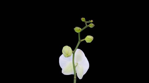 Time-lapse of opening white orchid 15a4 in 4K PNG+ format with ALPHA transparency channel isolated on black background