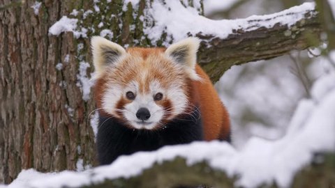 Red panda (Ailurus fulgens) in the tree in winter