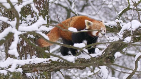 Red panda (Ailurus fulgens) in the tree in winter 스톡 비디오